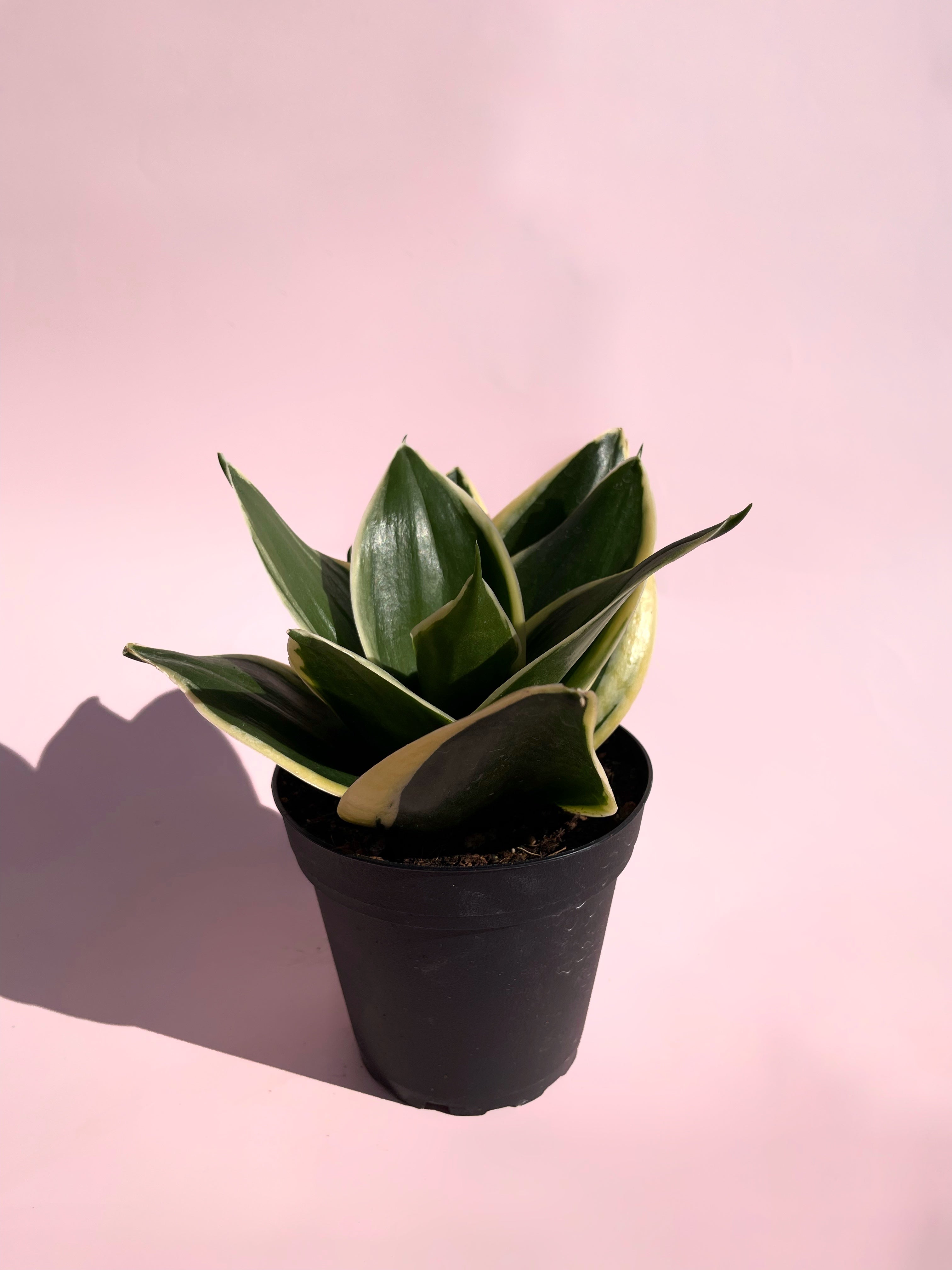 sansevieria black Sansevieria / "Black Gold"