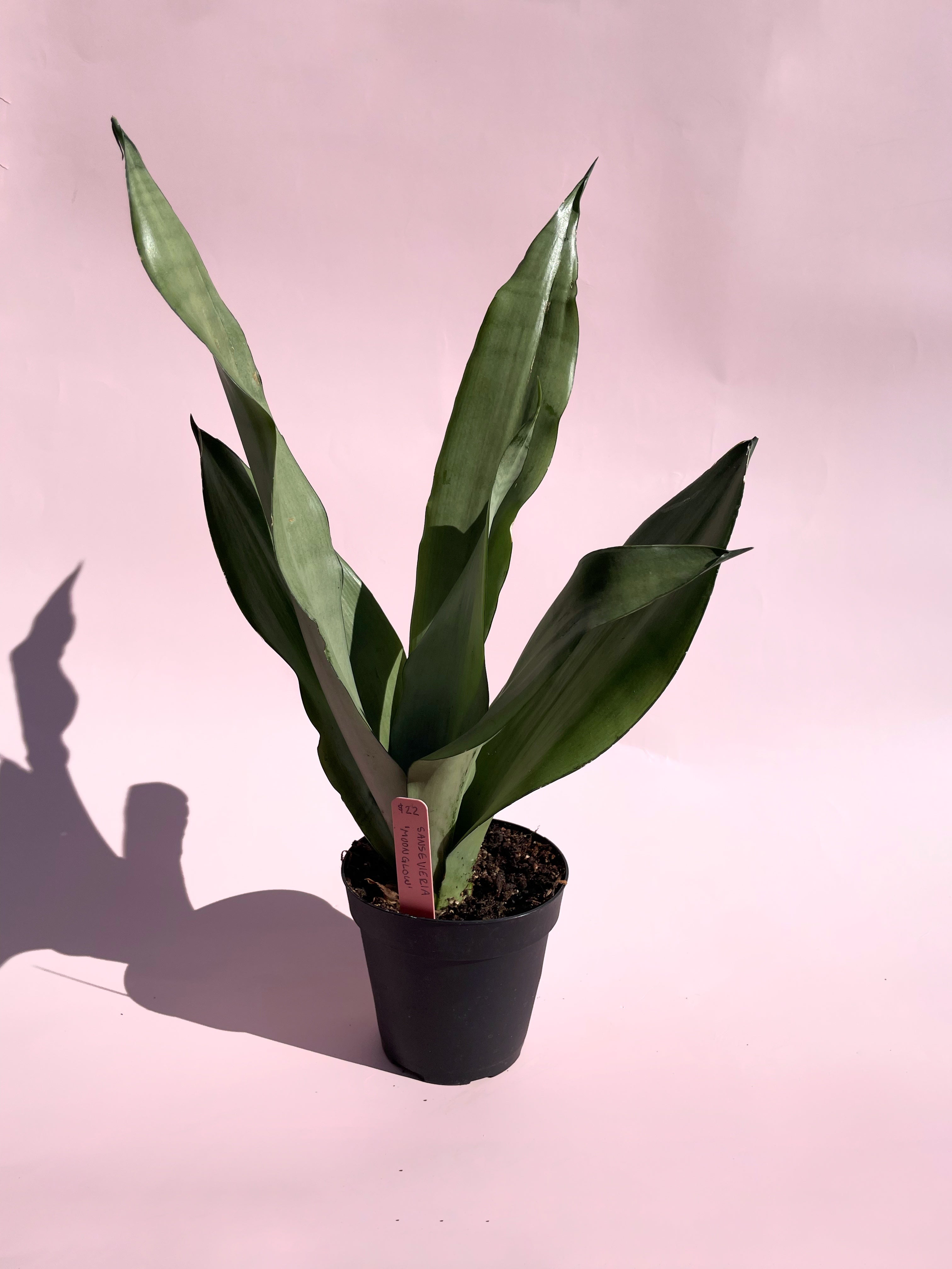 large sansevieria plant Sansevieria / "Moonglow"