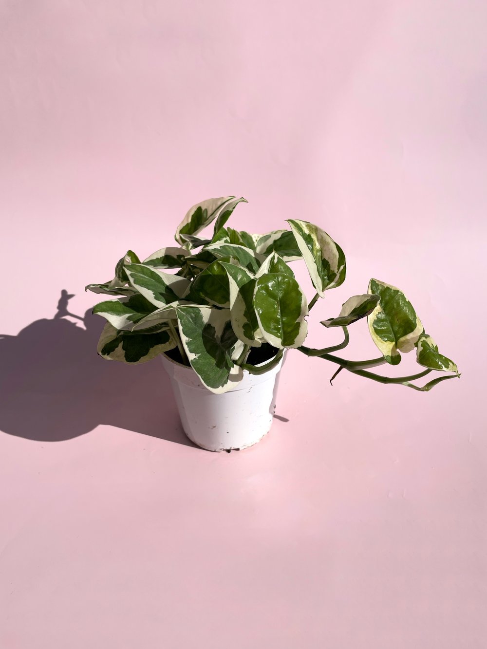 pothos plant pink Pothos / "N'Joy"