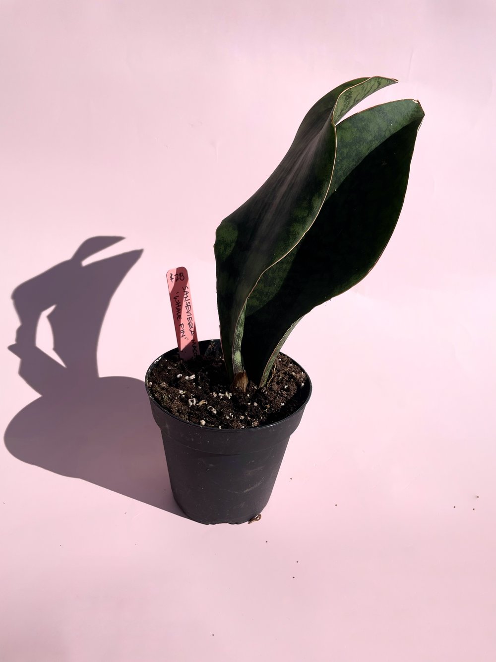 whale fin sansevieria Sansevieria / "Whale Fin"