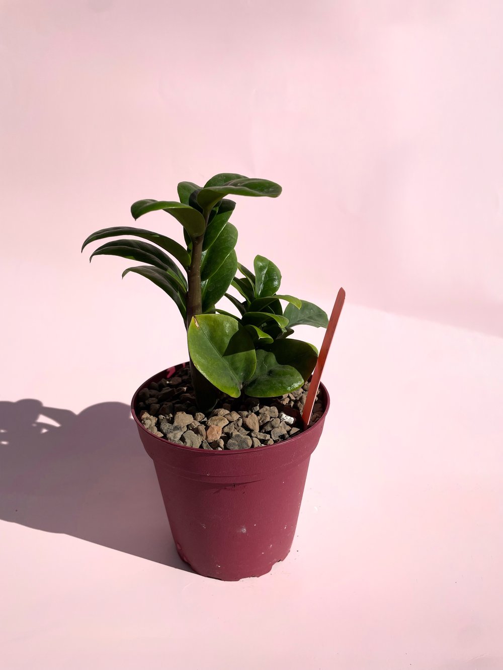 where to buy zz plant Zenzi / "ZZ Plant"