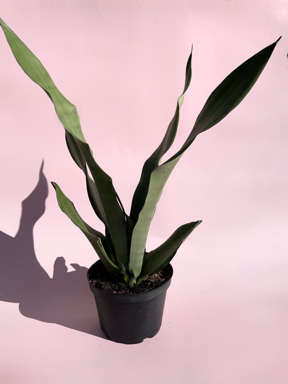 sansevieria moonshine Sansevieria / "Moonshine"