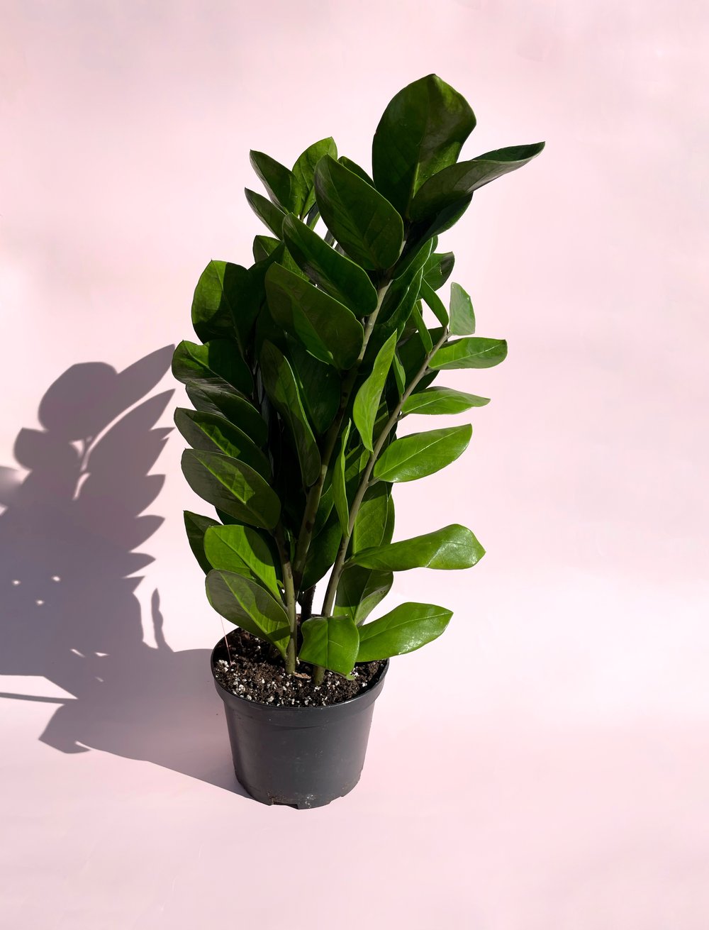 aldi zz plant Zenzi / "ZZ"