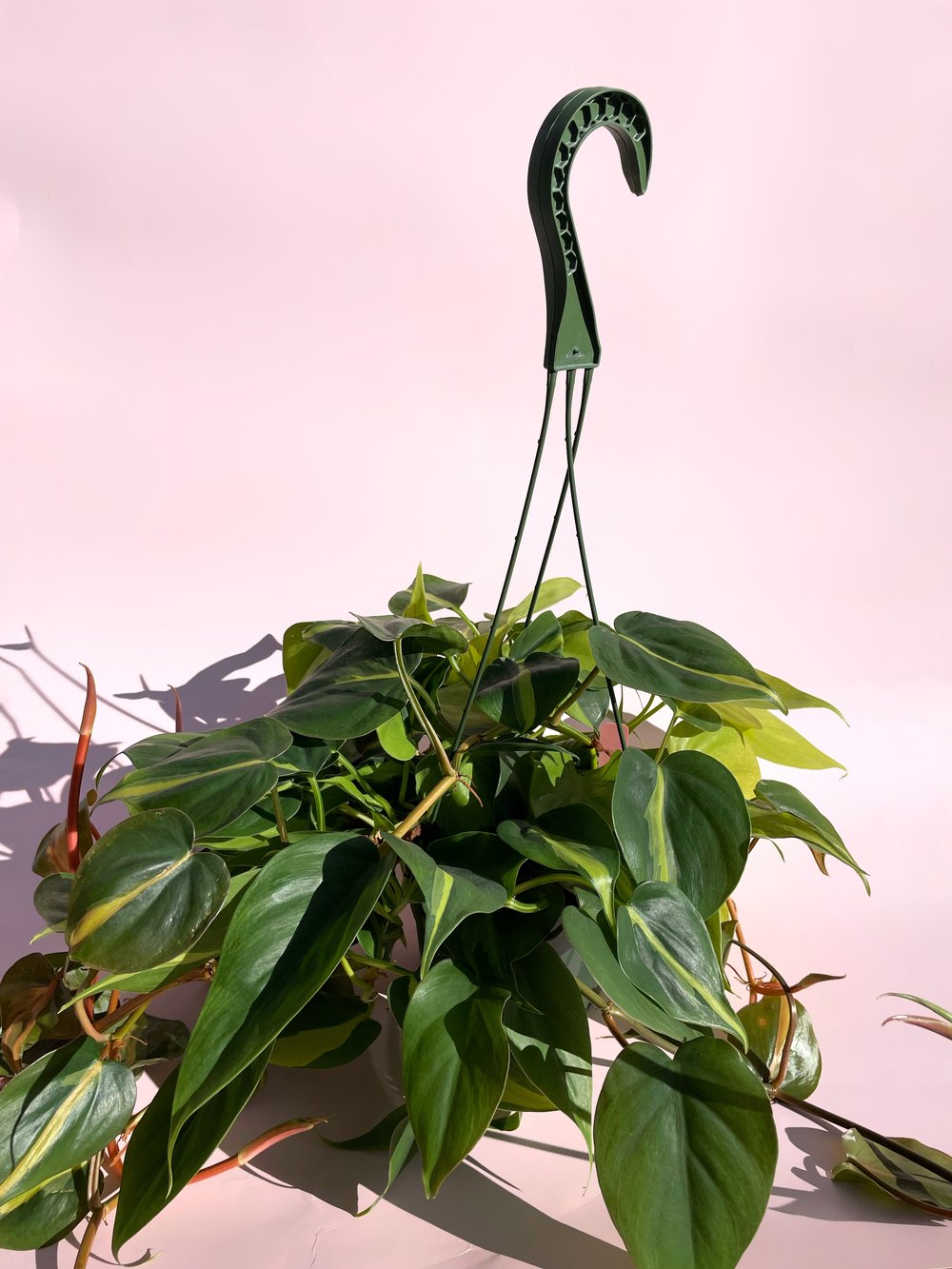 philodendron green hanging Hanging Philodendron / "Brasil"