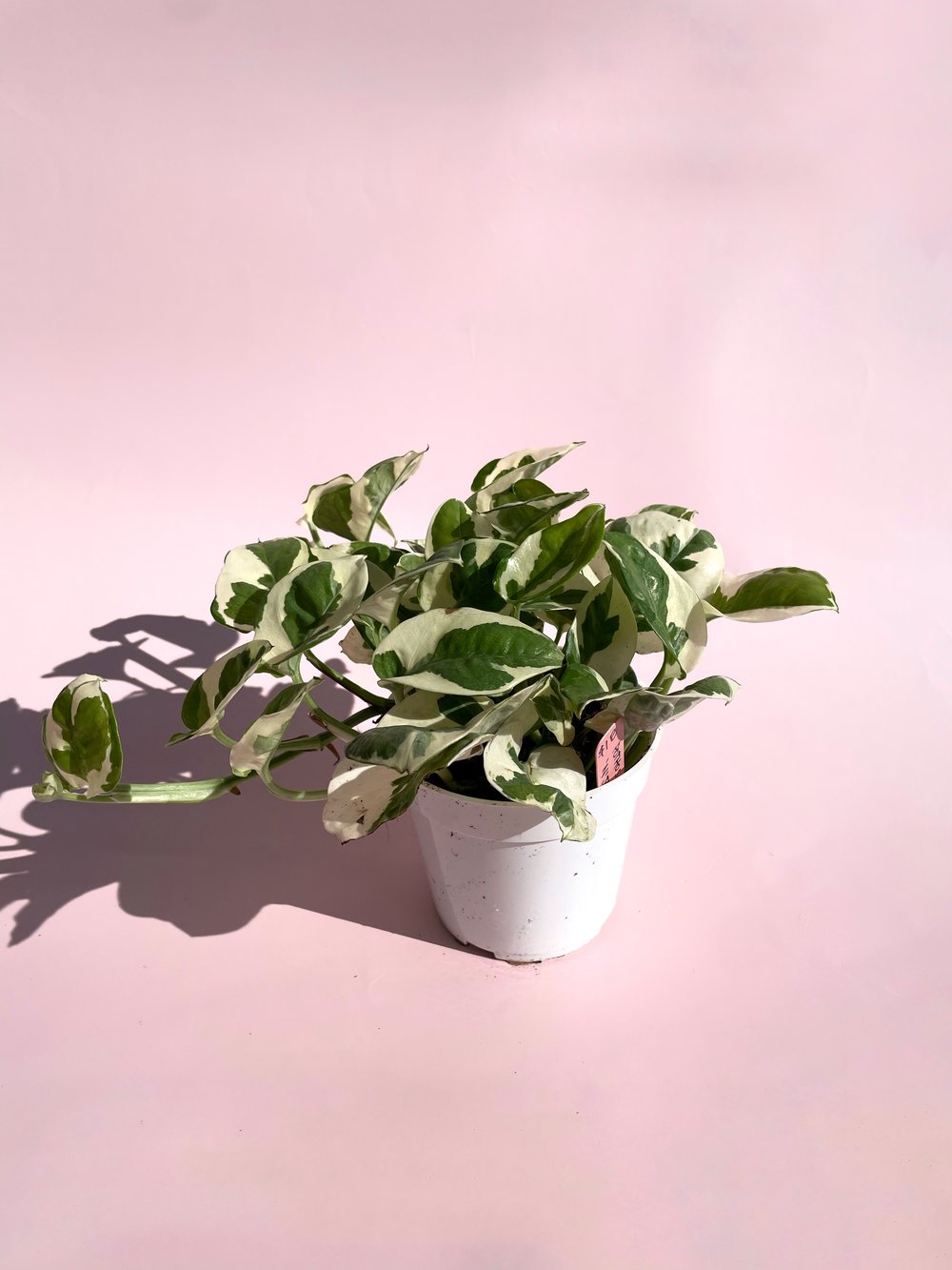n joy pothos light Pothos / "N'Joy"
