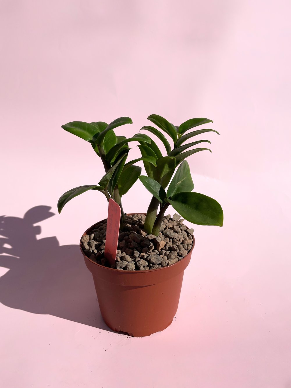zz plant soil Zenzi / "ZZ Plant"
